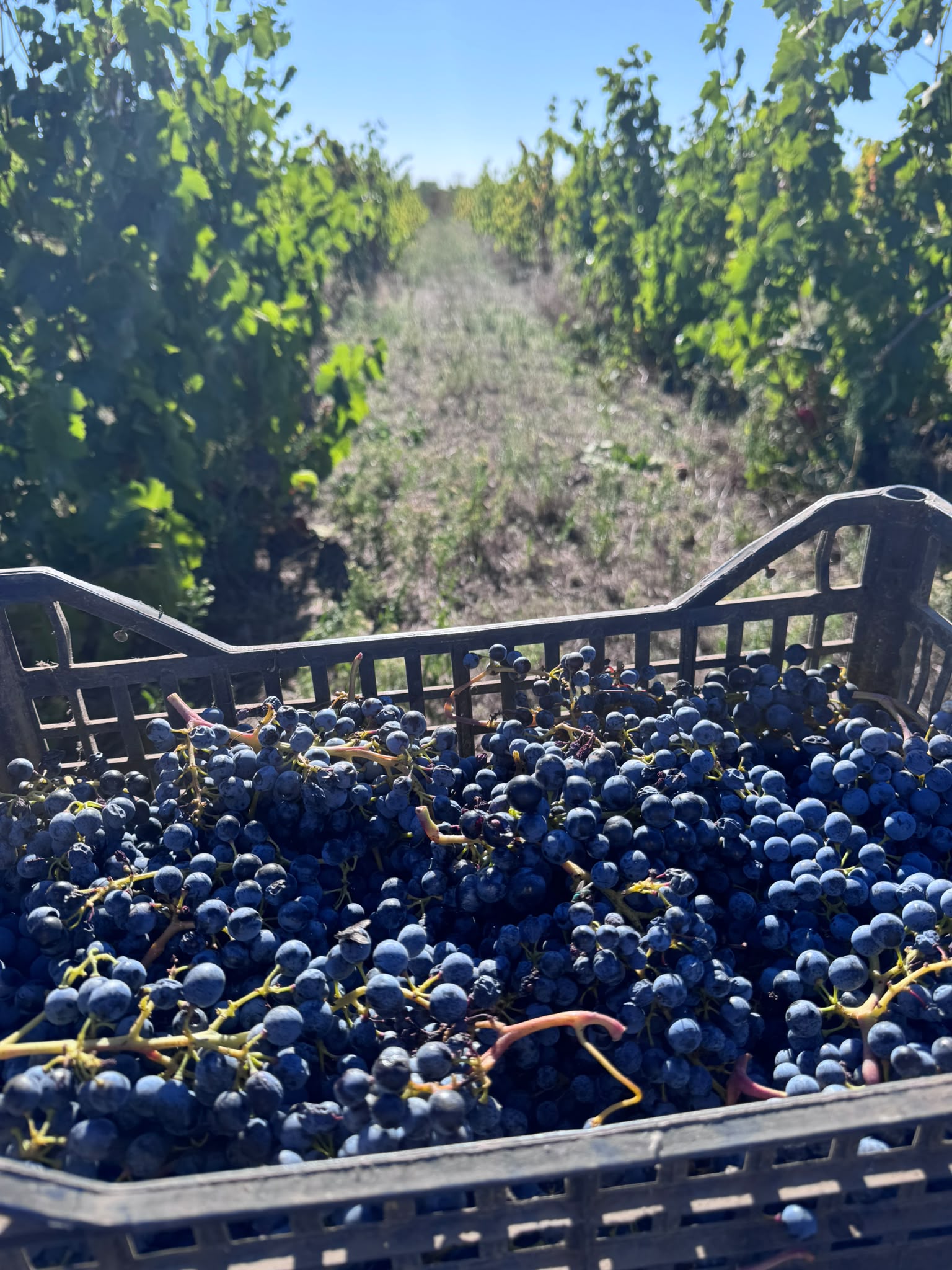 Vinarija Ljutica