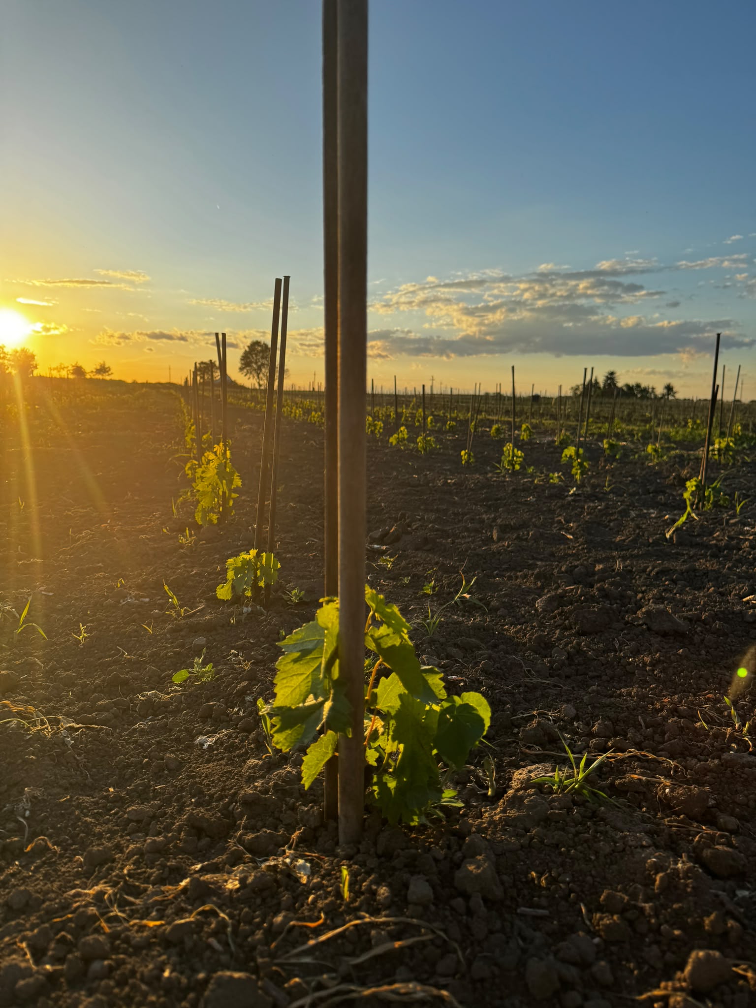 Winery Ljutica